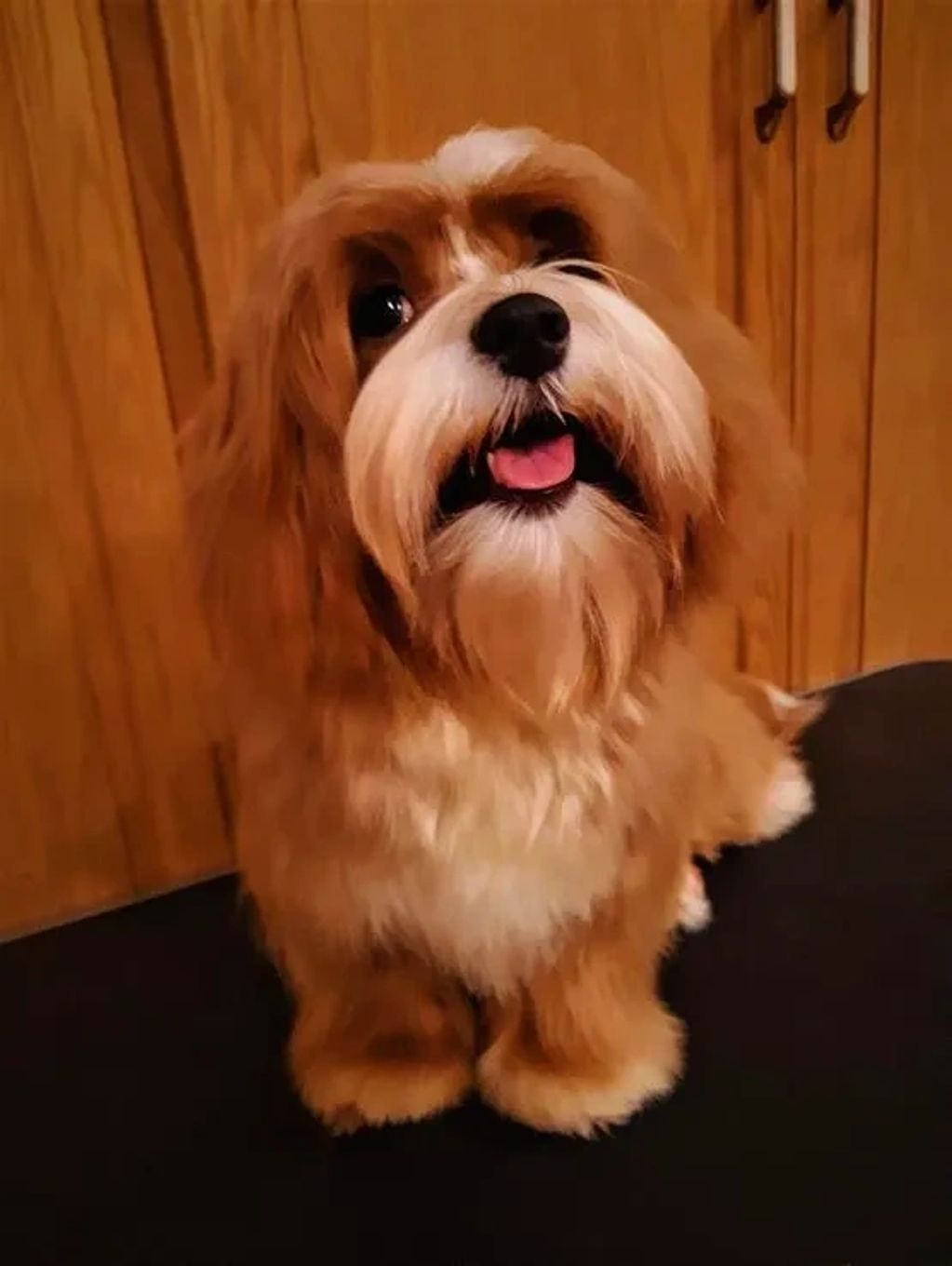 CUPIDS HAVANESE, RED HAVANESE PUPPIES, HAVANESE OHIO, JUBILENT ,HAVANESE NEAR ME,HYPOALLERGENIC DOG