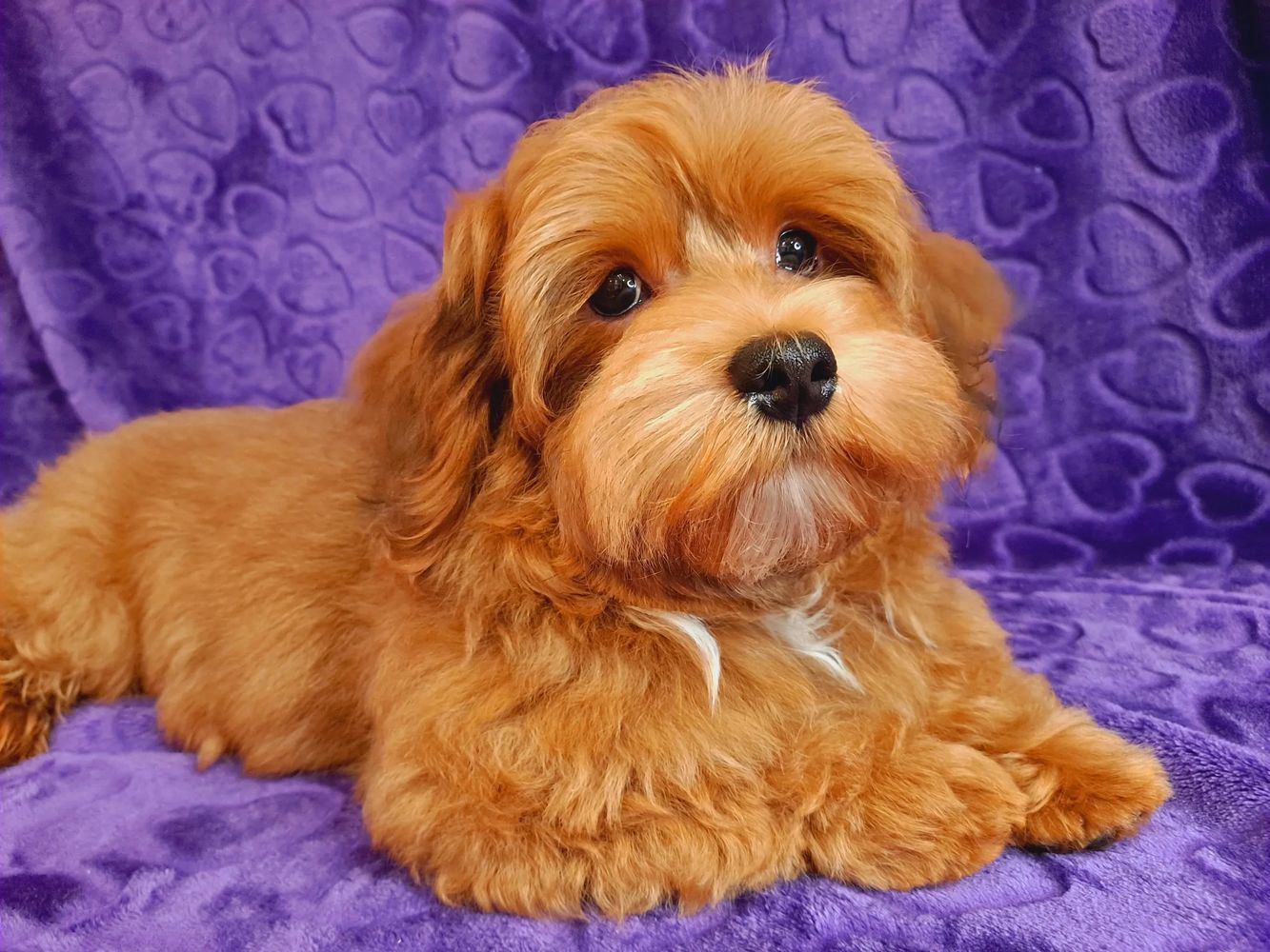 CUPIDS HAVANESE, HAVANESE PUPPIES, HAVANESE OHIO, HAVANESE BREDER, RED HAVANESE, HAVANESE NEAR ME