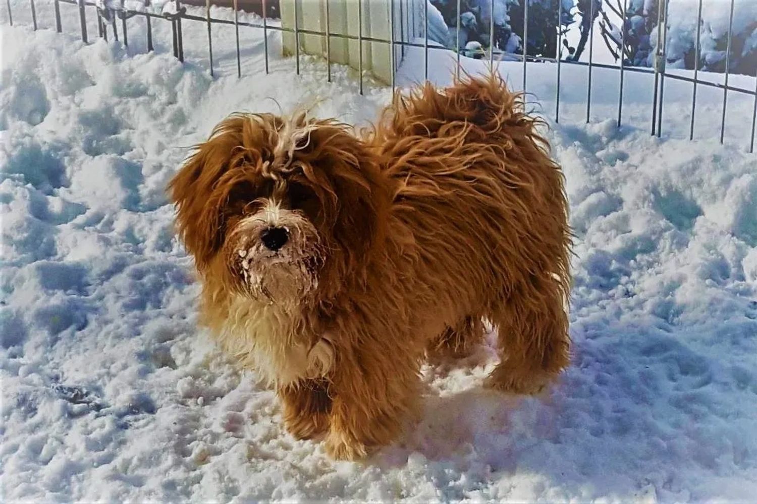 CUPIDS HAVANESE, RED HAVANESE PUPPIES, HAVANESE OHIO, JUBILENT ,HAVANESE NEAR ME,HYPOALLERGENIC DOG