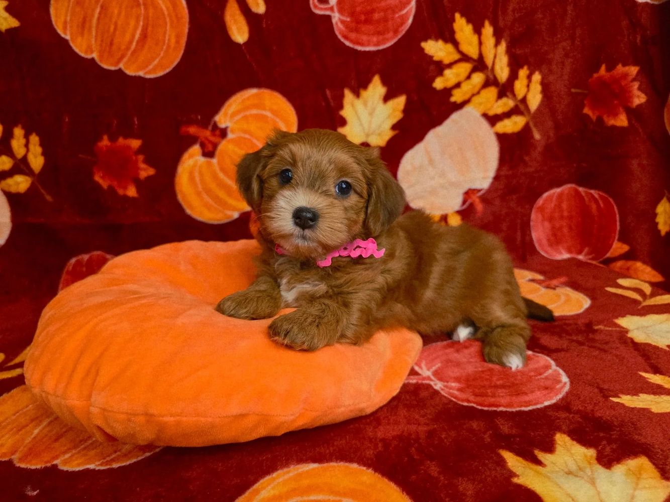CUPIDS HAVANESE, HAVANESE PUPPIES, HAVANESE OHIO, HAVANESE BREDER, RED HAVANESE, HAVANESE NEAR ME