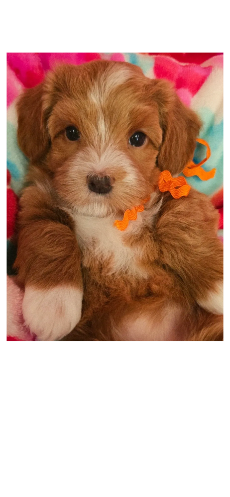 red havanese puppy, havanese ohio, cupids havanese, red Havanese breeder, nonshedding, hypoalergenic