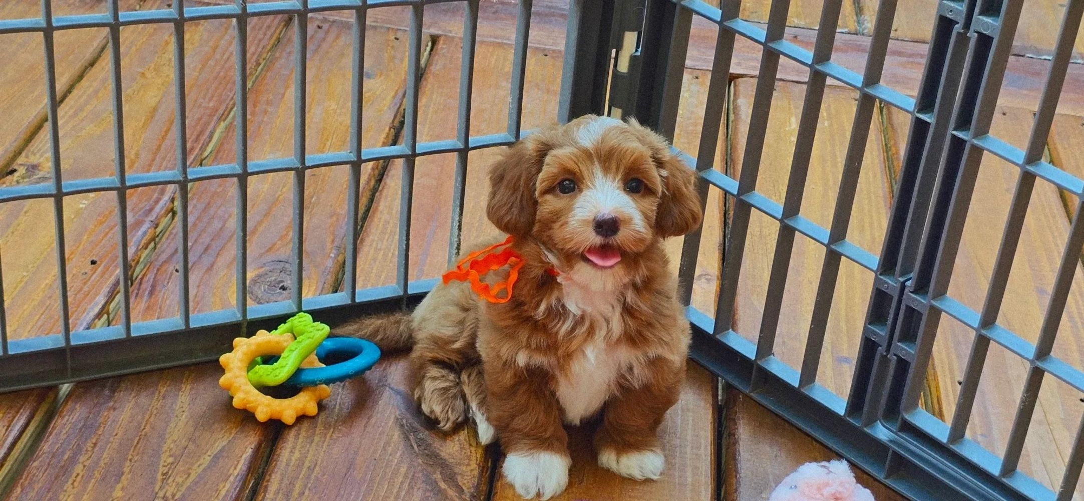 CUPIDS HAVANESE, RED HAVANESE PUPPIES, HAVANESE OHIO, JUBILENT ,HAVANESE NEAR ME,HYPOALLERGENIC DOG