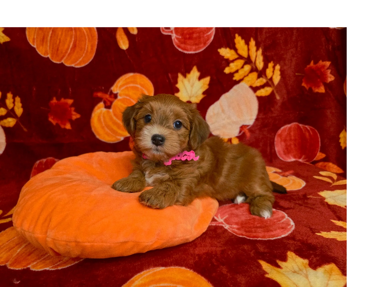 CUPIDS HAVANESE, HAVANESE PUPPIES, HAVANESE OHIO, HAVANESE BREDER, RED HAVANESE, HAVANESE NEAR ME