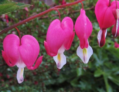Pink dangling , heart shaped flowers of Dicentra spectabilis.