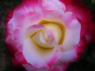 Bloom of 'Double Delight' White rose with pink edges.