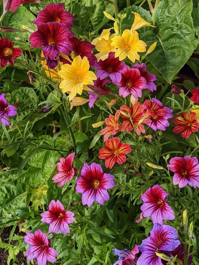 Trumpet shaped flowers of Salpiglossis in yellow, deep orange, and purple.