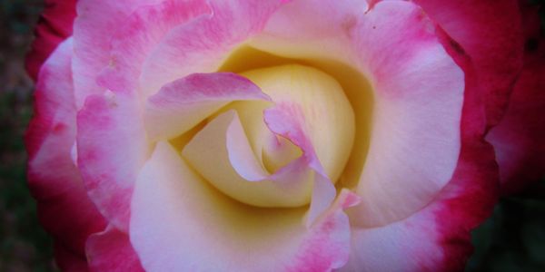 White rose flower with pink edges of 'Double Delight'