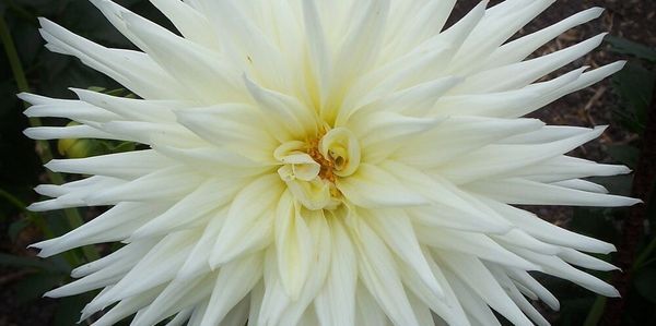 White Dahlia flower.