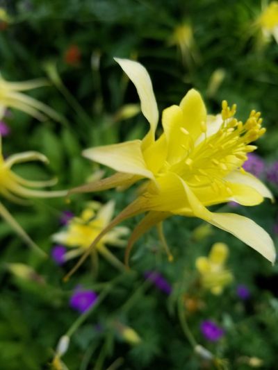 Close up of yellow Columbine flower with its whispy tails.