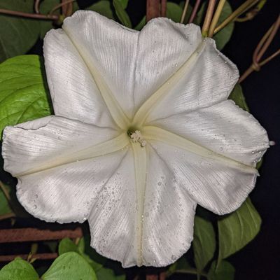 Bright white, 6 inch across, flower of Ipomoea 'Alba'. The Moonflower vine.