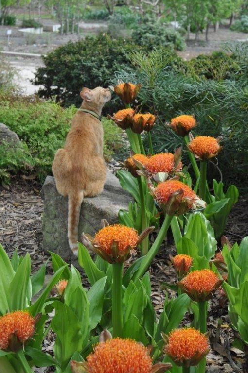Trooper & Scadoxus