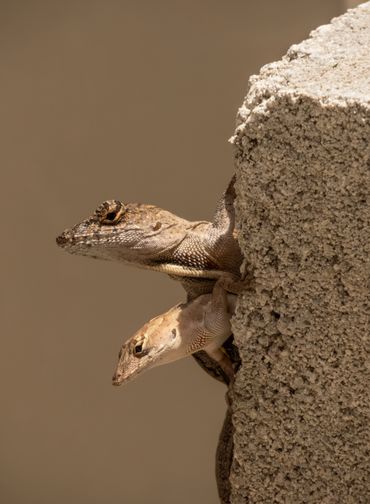 Brown anole, Anolis sagrei 
Navarre, FL