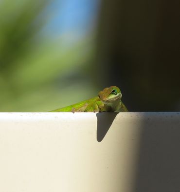 Green anole, Anolis carolinensis 
Navarre, FL