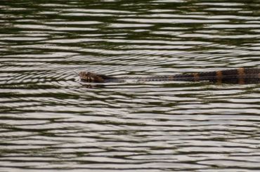 Southern watersnake, Nerodia fasciata 
Gulf Islands National Seashore, FL