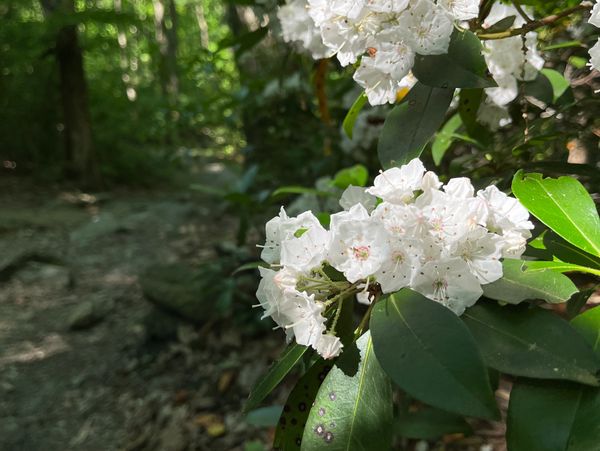 native pa flower
