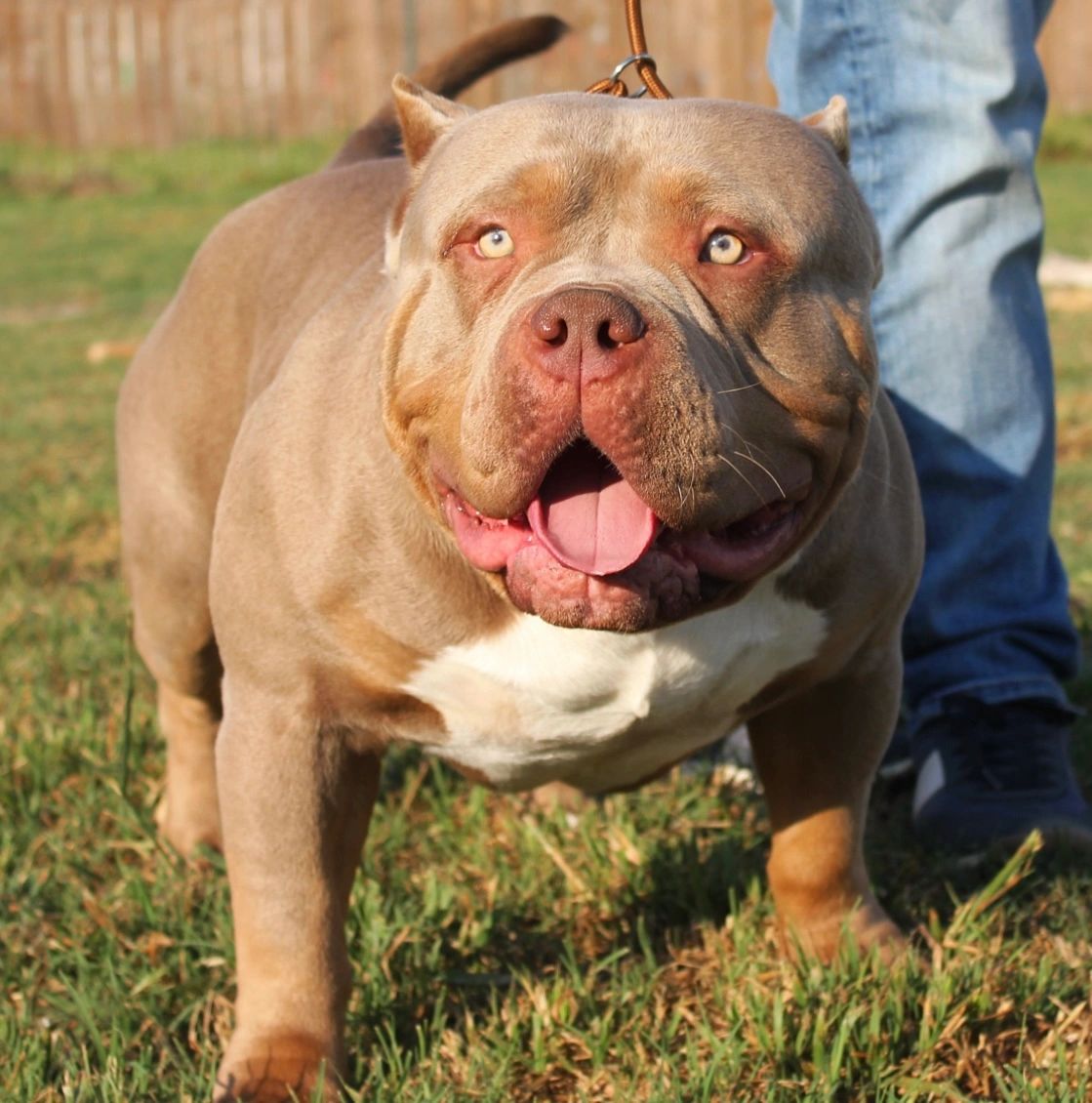 A muscular, happy pit bull with a leash standing on grass.