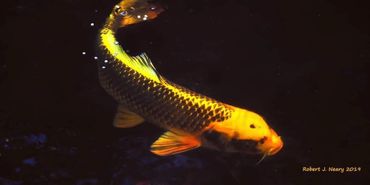A vibrant yellow and black koi fish swimming in dark water.