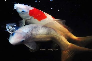 Two koi fish swimming in dark water, one with red and white markings.