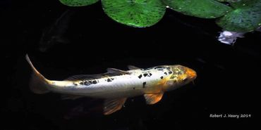 A koi fish swimming underwater near lily pads in a dark pond.