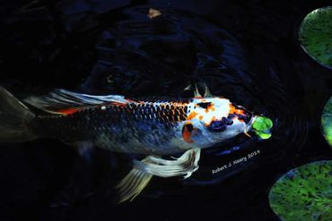 Colorful koi fish swimming near lily pads in dark water.
