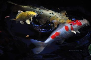 Three colorful koi fish swimming in dark water, highlighted by light.