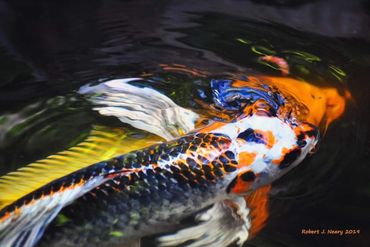 Colorful koi fish swimming gracefully in a pond.
