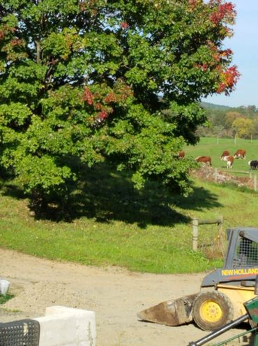 A rural scene with a tree, cows grazing, and a New Holland construction vehicle.