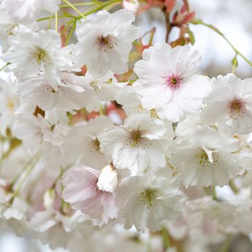 Image courtesy of Frank P Matthews LTD