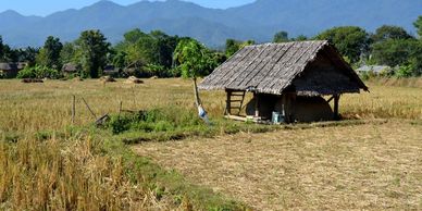 Rice paddies are harvested 