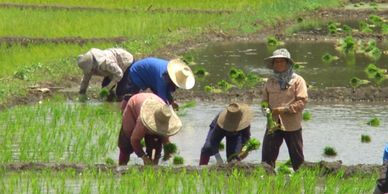 Rice field harverst, Mae Taeng