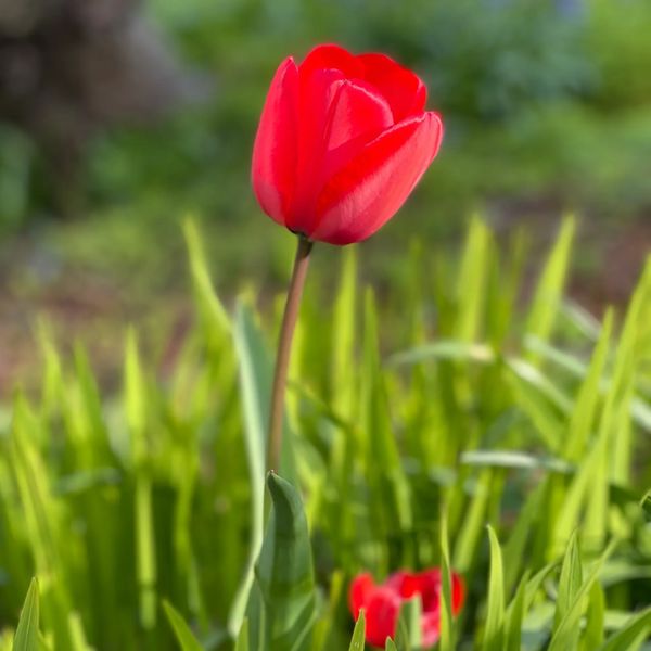 Beautiful red flower with greenery in background.