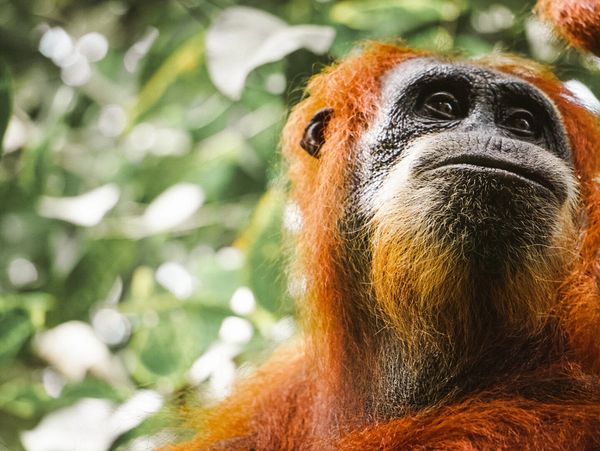 Female orangutan in Sumatra