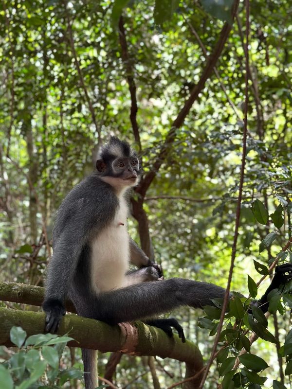 Thomas Leaf Monkey/Thomas Langur in Bukit Lawang, Sumatra, Indonesia