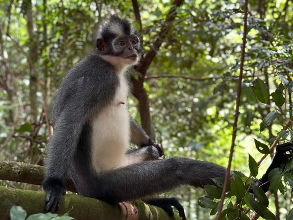 Thomas leaf monkey