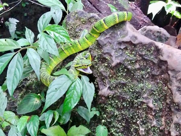 Sumatran pit viper/Moonsnake in Bukit Lawang, Sumatra, Indonesia