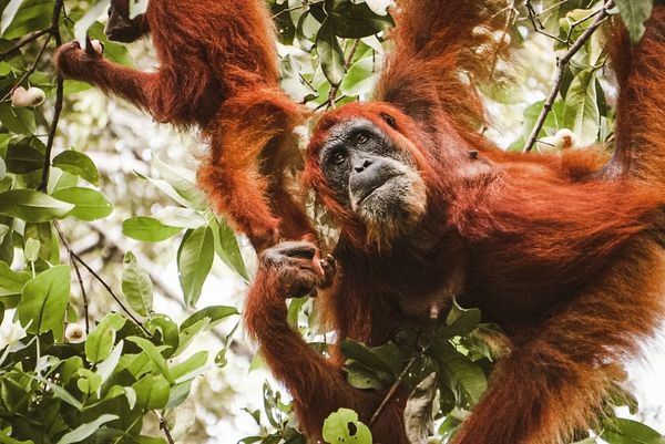 Orangutan swinging in the trees