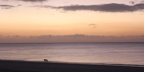 the west coast of fraser island, sunset and dingo