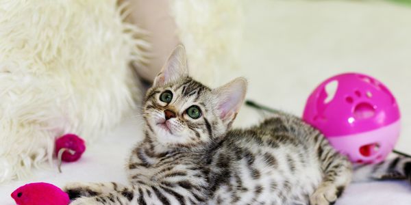 Puppy Visit, Kitten Visit, Home Visit, Pet Sitter