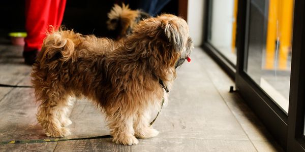 Home Visit, Pop In, Pet Visits
