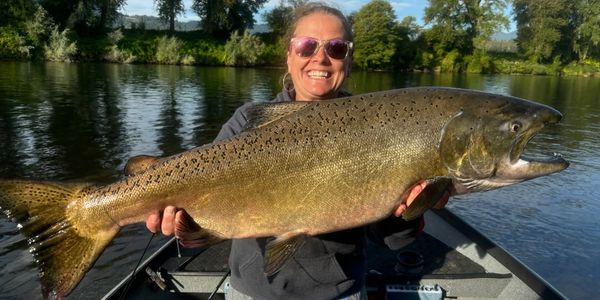 Fall Chinook salmon caught on the Rogue River during a guided fishing trip in Southern Oregon