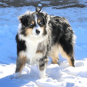 A picture of Boone in the snow