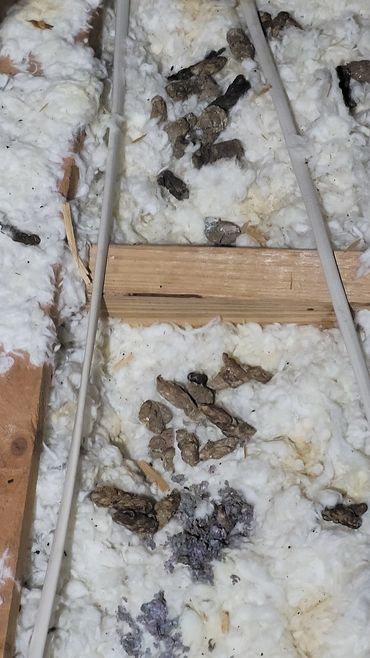 Racoon scat in an attic in Stonecrest.