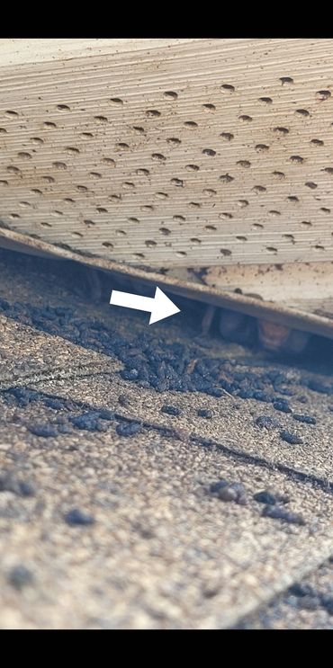 Bats in The Villages, Fl