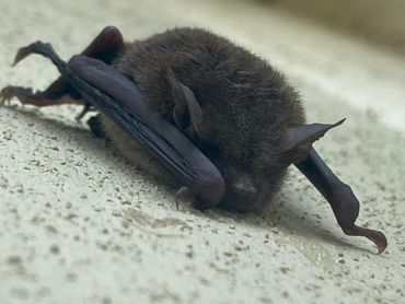 Bat removal in Central Florida