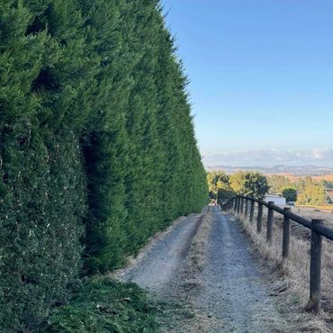 A gravel path bordered by tall green trees and a wooden fence on a clear day.
