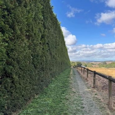 A tall, trimmed hedge lines a rural dirt path under a blue sky.