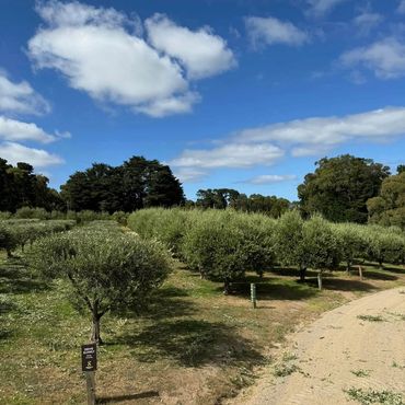 Olive trees before trimming