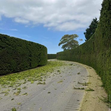 Curved path bordered by freshly trimmed tall green hedges under a partly cloudy sky.