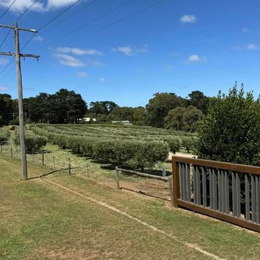 A sunny orchard with neat rows of trees under a clear blue sky.