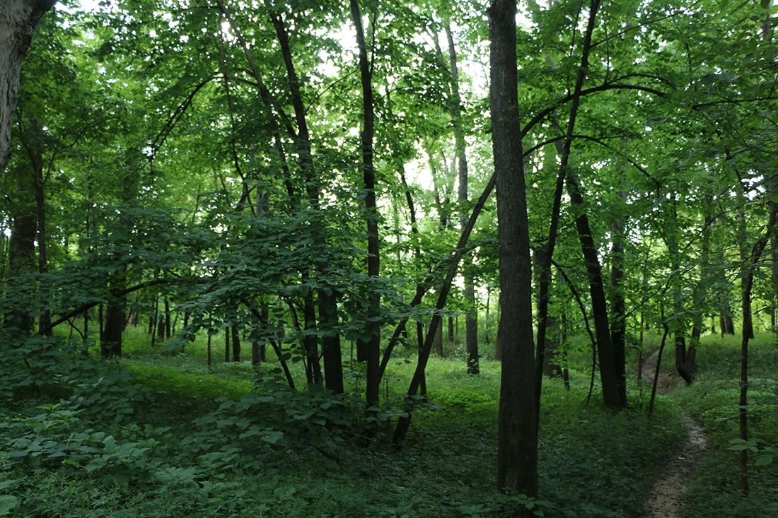 Lush green woodland with small pathway